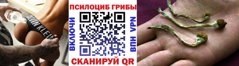сколько стоит  Тутаев  Псилоцибиновые грибы мицелий 